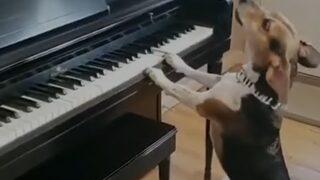 Böylesini daha önce görmediniz! Piyona çalarak sahibinden yemek isteyen köpek sosyal medyada viral oldu