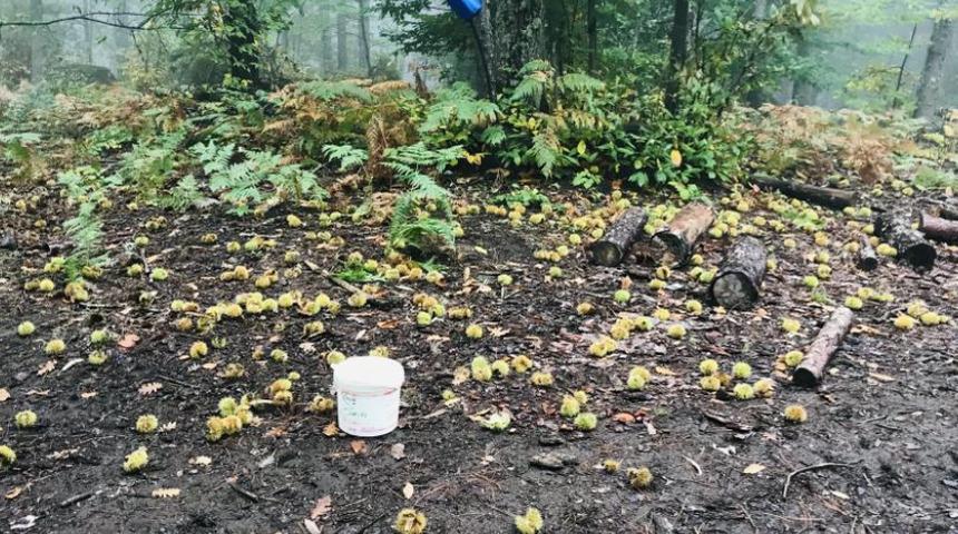 Kaz Dağları kestanesi gelir kapısı oldu! Kilosunu 10 liradan satıyorlar