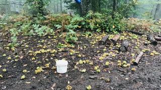 Kaz Dağları kestanesi gelir kapısı oldu! Kilosunu 10 liradan satıyorlar