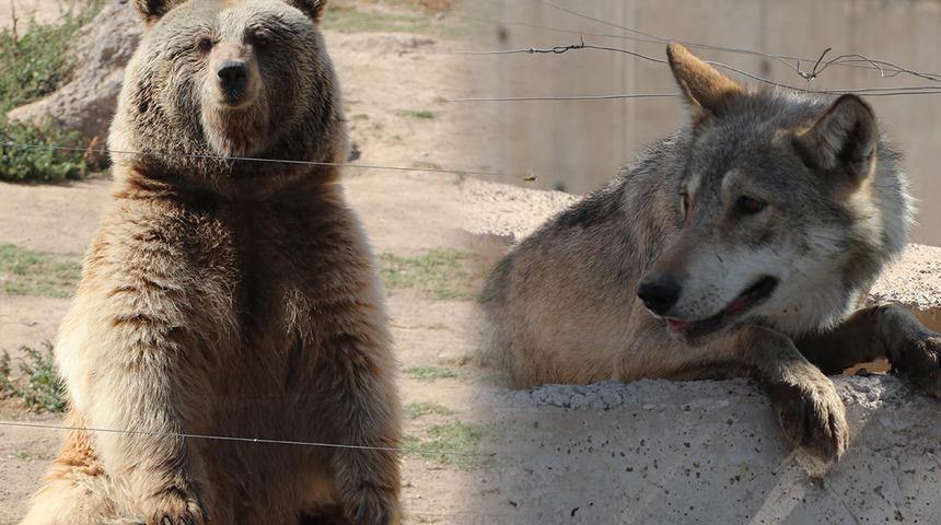 "Kurtlarla ayının bahis için dövüştürüldüğü" iddialarına açıklama