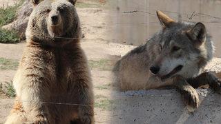 Kurtlarla ayının bahis için dövüştürüldüğü iddialarına açıklama