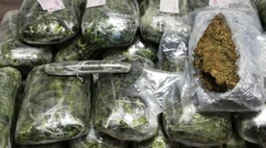 Samsun'da esrar operasyonu