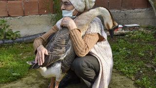 Hediye kaz Trabzon'un maskotu oldu: İçime sokasım geliyor, evladım gibi! 