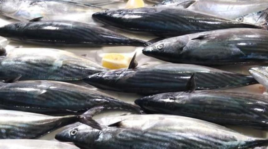 Palamutun nesli tehlikeye girdi: Boyu 39 santimetre olsun