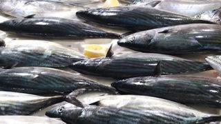 Palamutun nesli tehlikeye girdi: Boyu 39 santimetre olsun