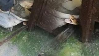 Bursa'da yılan paniği! Gören korkup evden kaçtı