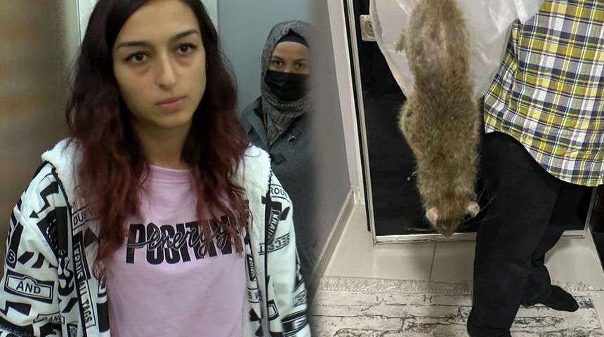 İstanbul'da dev fare kâbusu! Korkularından evlerine giremediler