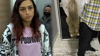 İstanbul'da dev fare kâbusu! Korkularından evlerine giremediler