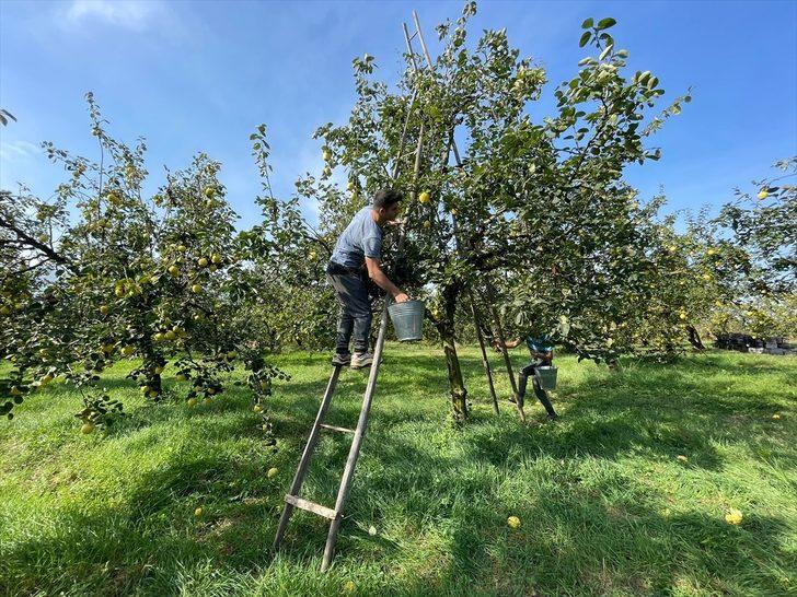 Kocaeli'nin tescilli "Eşme ayva cezeryesi" damakları tatlandırıyor G1