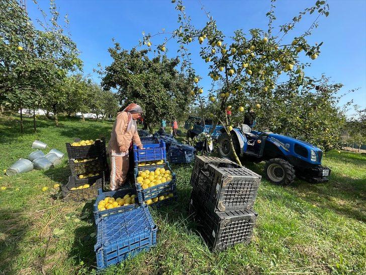 Kocaeli'nin tescilli "Eşme ayva cezeryesi" damakları tatlandırıyor G2