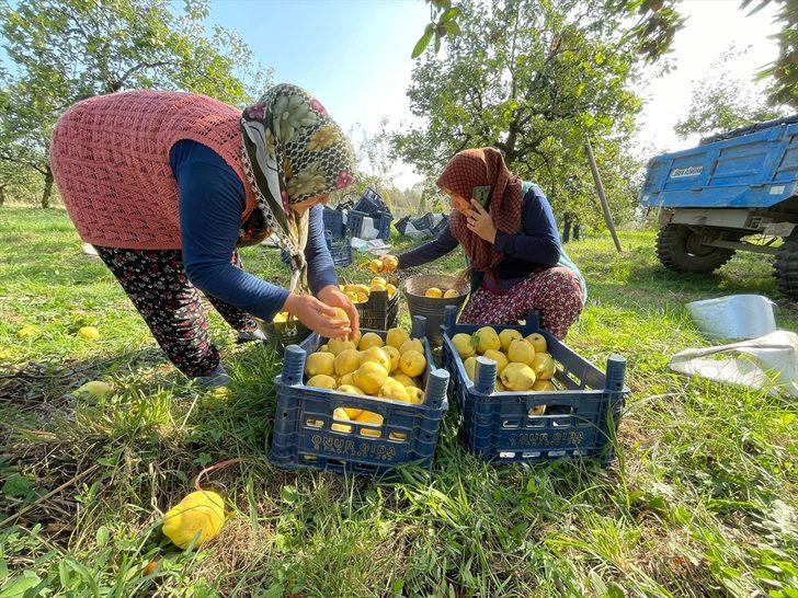 Kocaeli'nin tescilli "Eşme ayva cezeryesi" damakları tatlandırıyor G3