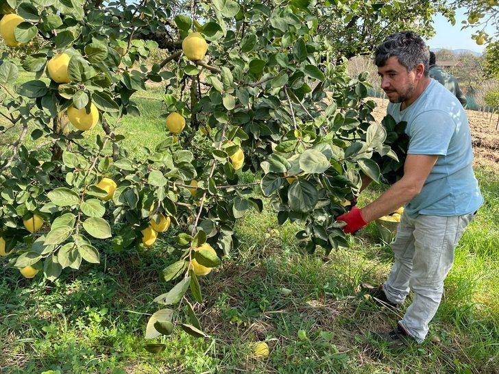Kocaeli'nin tescilli "Eşme ayva cezeryesi" damakları tatlandırıyor G4