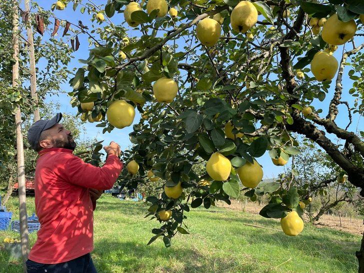 Kocaeli'nin tescilli "Eşme ayva cezeryesi" damakları tatlandırıyor G5