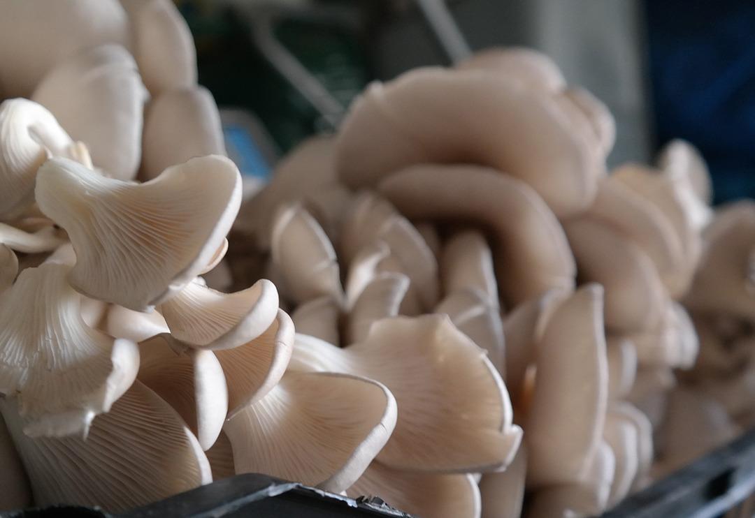 &Ouml;zel odalarda &uuml;retiliyor! Etten 3 kat fazla protein i&ccedil;eriyor