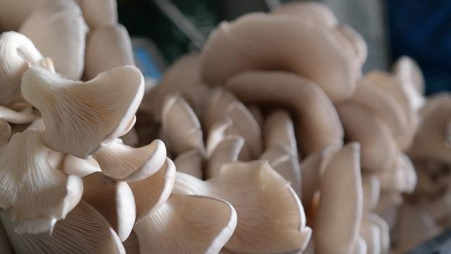 Özel odalarda üretiliyor! Etten 3 kat fazla protein içeriyor