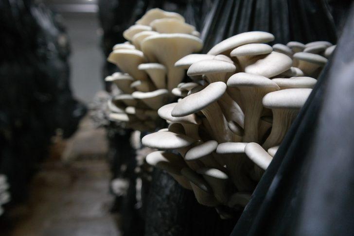 Özel odalarda üretiliyor! Etten 3 kat fazla protein içeriyor G2