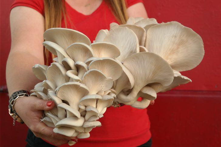 Özel odalarda üretiliyor! Etten 3 kat fazla protein içeriyor G3