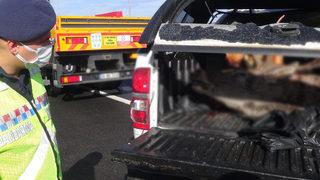 Kaza yapan kamyonetin kasasından kızıl geyik çıktı, ceza yağdı