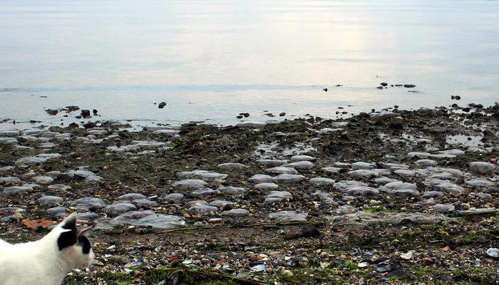 Endişelen görüntü! Kocaeli'nde binlerce ölü denizanası kıyıya vurdu