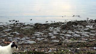Endişelen görüntü! Kocaeli'nde binlerce ölü denizanası kıyıya vurdu