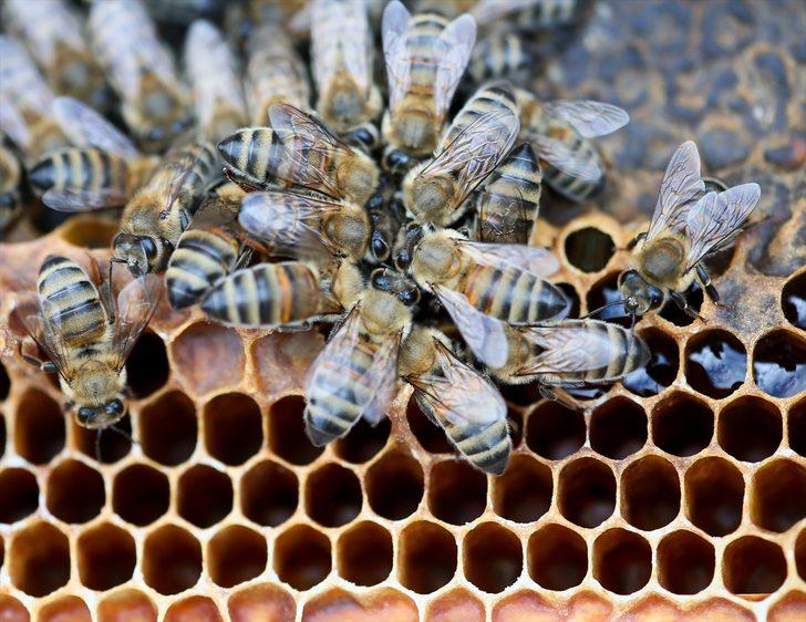 Memurluktan vazgeçip arıcılığa başladı, şimdi 6 kişiye istihdam sağlıyor G3