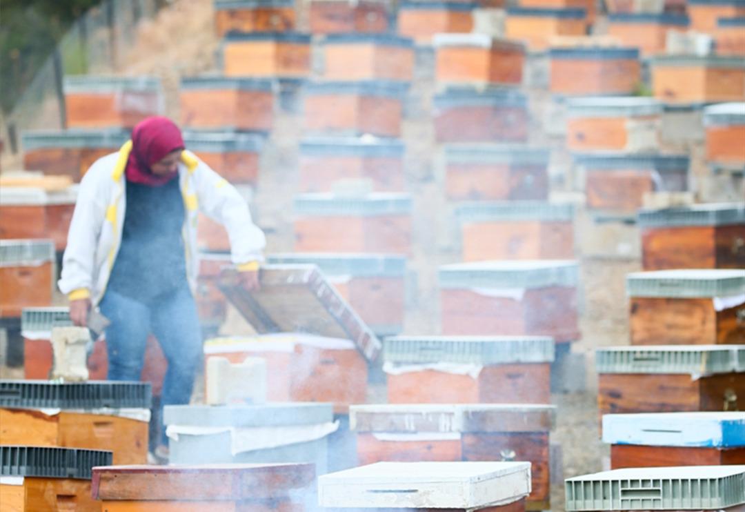 Memurluktan vazge&ccedil;ip arıcılığa başladı, şimdi 6 kişiye istihdam sağlıyor