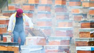 Memurluktan vazgeçip arıcılığa başladı, şimdi 6 kişiye istihdam sağlıyor