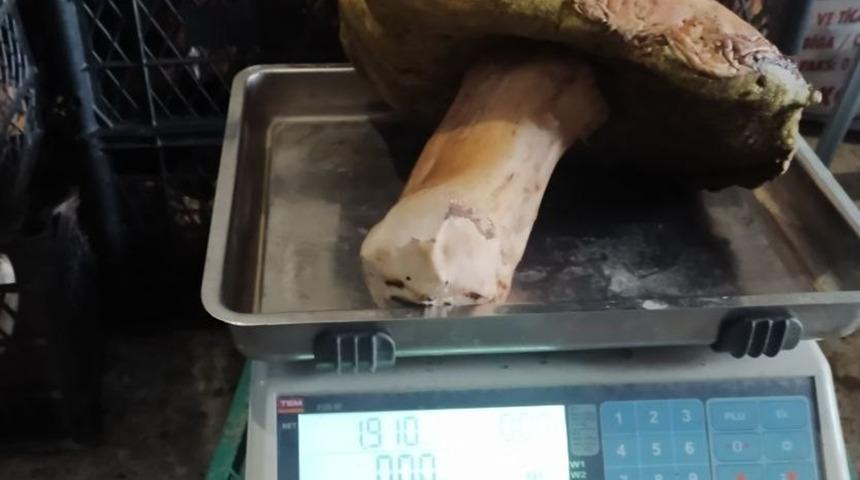 Ormanda gezerken dev mantar buldu! Kilosu 25 liradan satılıyor