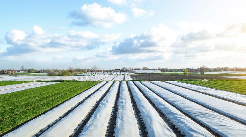 Organize seracılıkta istihdam fırsatı