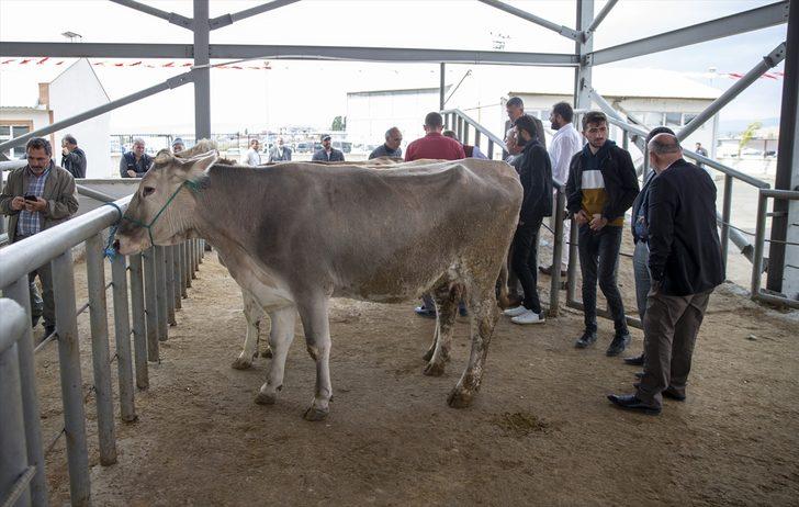 Erzurum'da 10 dönüm alana kurulan canlı hayvan pazarı açıldı G3