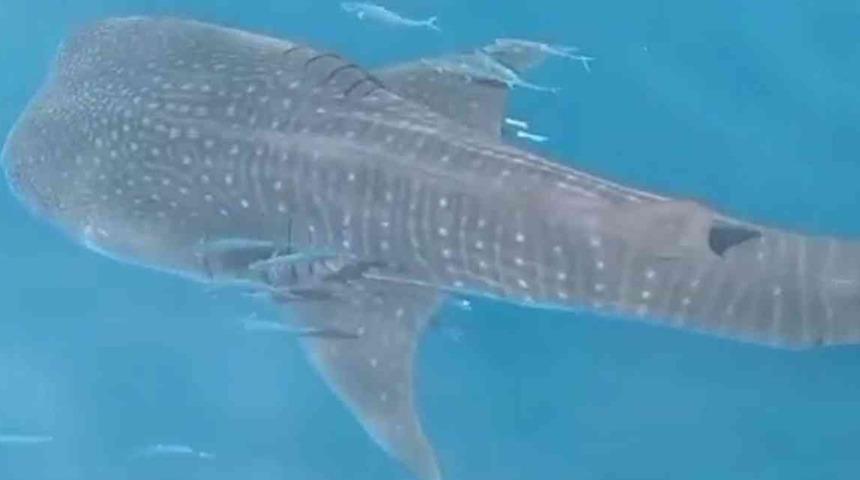 Balıkçılar şaşkınlığını gizleyemedi! Bir anda teknenin etrafında belirdi