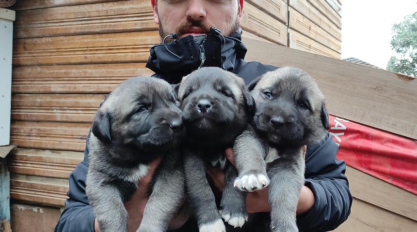 Bursa'da yetiştirdiği Sivas kangalları 7 bin liradan satıyor