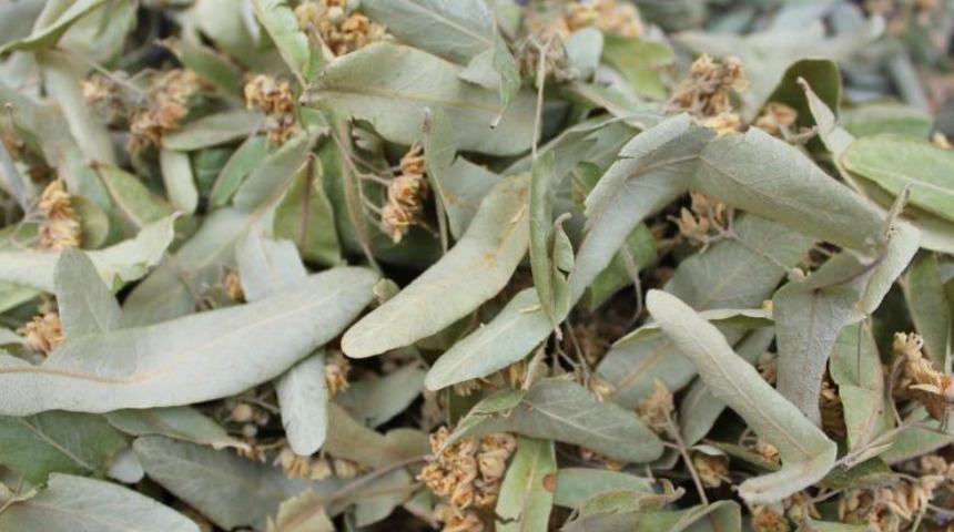 Gribe kalkan ıhlamurun kilosu 400 lira: Talep var mal yok, kışın 600 lira olur