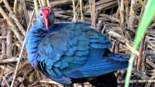 Nesli tehdit altında! Sultan Sazlığında ilk defa Saz Horozu görüldü