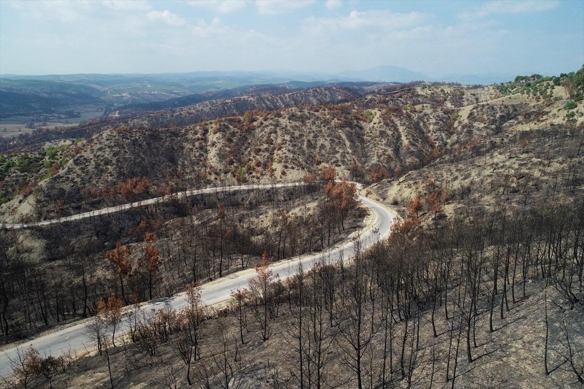 Adana ve Osmaniye'de yanan ormanlık alanlarda 4 milyon fidan toprakla buluşacak