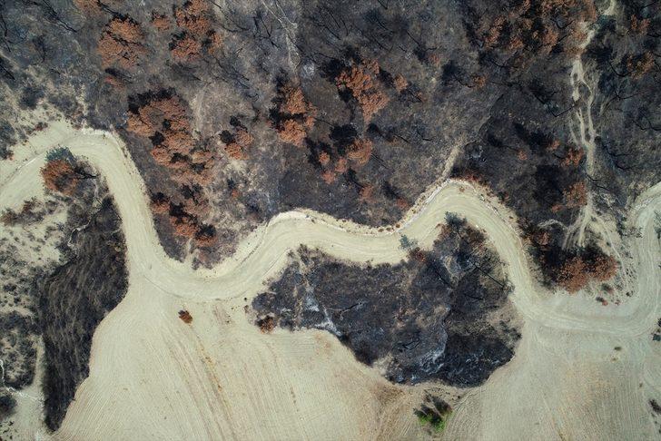 Adana ve Osmaniye'de yanan ormanlık alanlarda 4 milyon fidan toprakla buluşacak G2