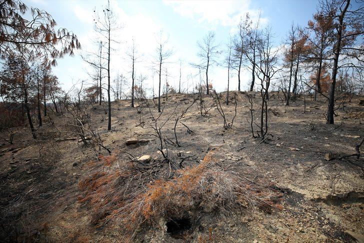 Adana ve Osmaniye'de yanan ormanlık alanlarda 4 milyon fidan toprakla buluşacak G3