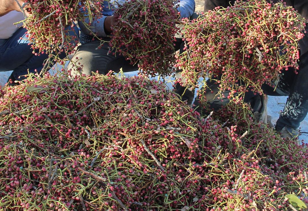 Fiyatı altınla yarışıyor! 1 yılda 100 lira arttı