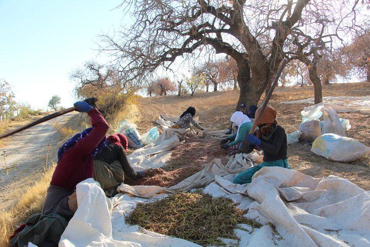 Fiyatı altınla yarışıyor! 1 yılda 100 lira arttı G1