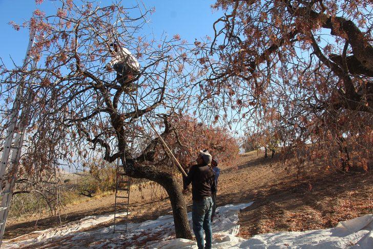 Fiyatı altınla yarışıyor! 1 yılda 100 lira arttı G3