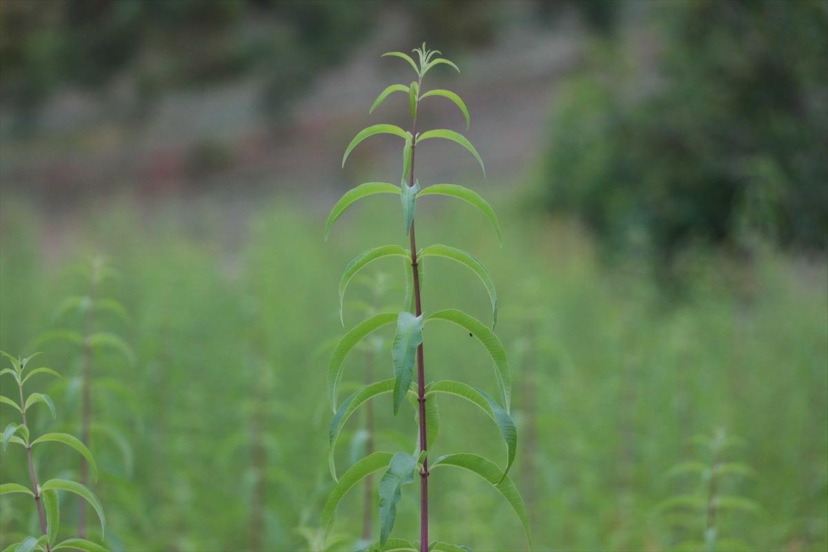 Karab&uuml;k'te limon melisa &uuml;retimine başlandı