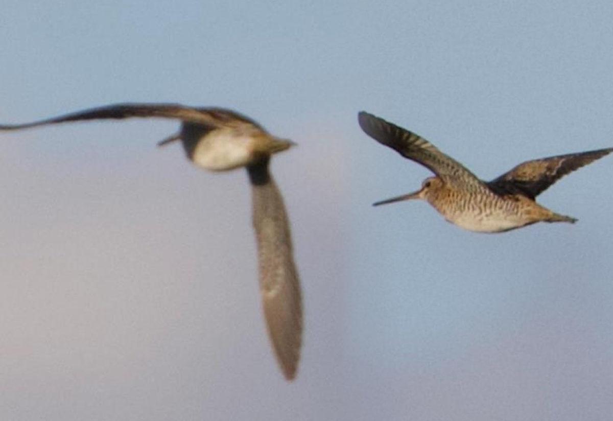 Turkiye De Ilk Defa Sibirya Sucullugu Goruldu Son Dakika Haberler