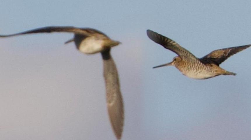 Türkiye'de ilk defa Sibirya suçulluğu görüldü