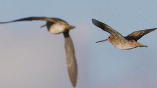 Türkiye'de ilk defa Sibirya suçulluğu görüldü