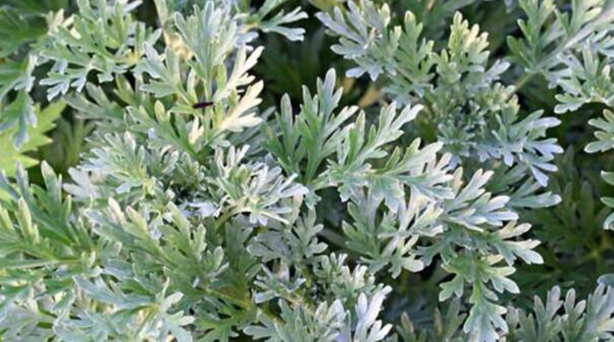 'Yavşan Otu' kan şekerini düşürüyor mu?