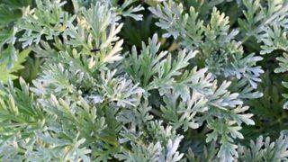 'Yavşan Otu' kan şekerini düşürüyor mu?