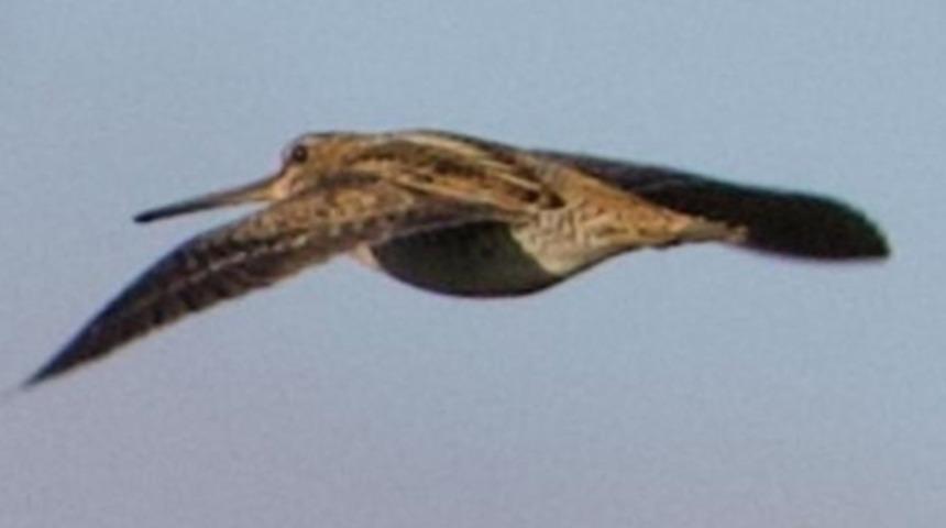 Hatay'da Sibirya su çulluğu görüntülendi: Türkiye'de yeni bir tür