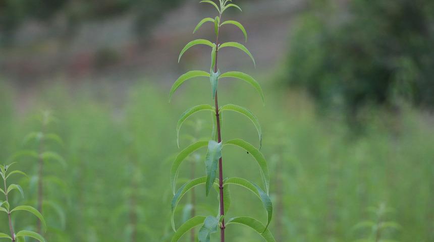 Karabüklü çiftçi ekti! Limon melisanın kilosu 300 lira, alıcısı hazır