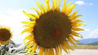 Ayçiçeğinde ’fark’ ödemesi: Yüzde 38’lik artış oldu