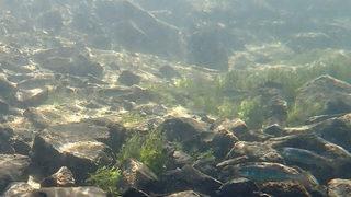 Türkiye'nin en yüksek göllerinden! Bakın hangi canlıya ev sahipliği yapıyor